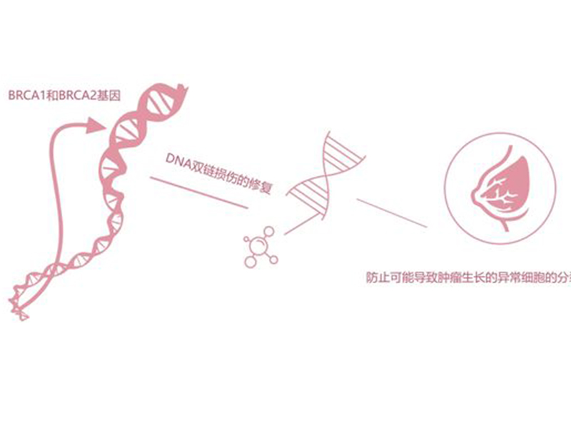 Brca1/2基因检测