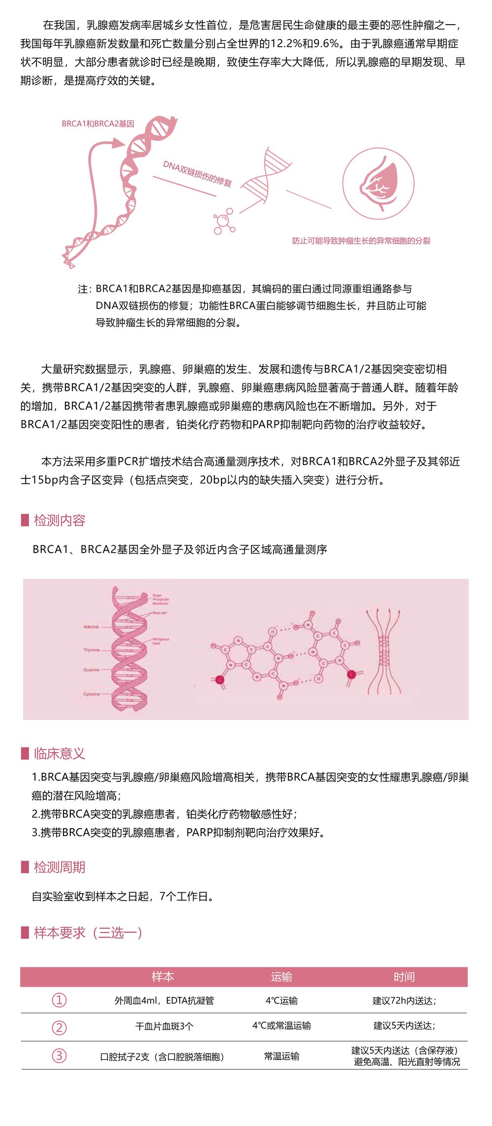Brca1-2基因检测